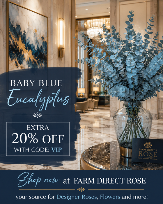 Farm Direct Baby Blue Eucalyptus (200 STEMS) - U.S. Delivery Coast to Coast