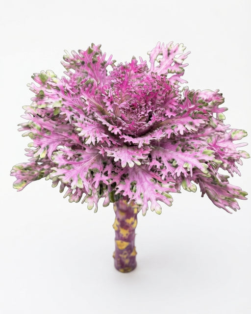 Kale Purple Feather Queen 50ST/BX