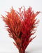 Grevillea Fall Asst. 30BU/BX