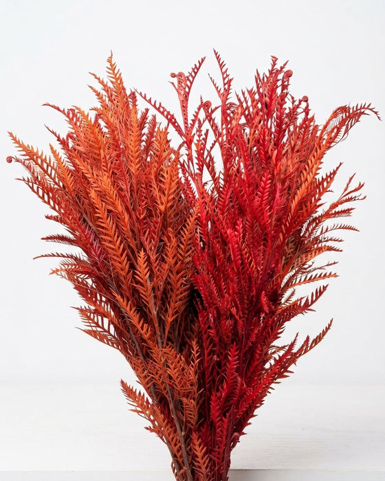 Grevillea Fall - 10 Bunches/Box