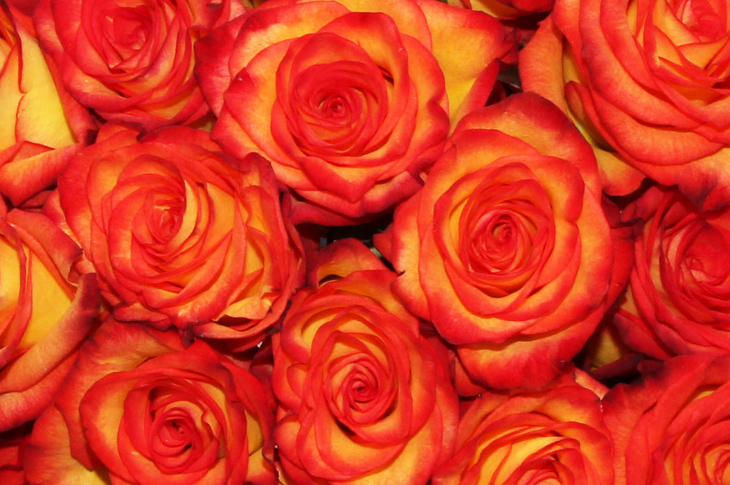 Smart Buy $2.25/Stem Farm Direct Tropical Sunrise Roses (100 STEMS) - U.S. Delivery Coast to Coast