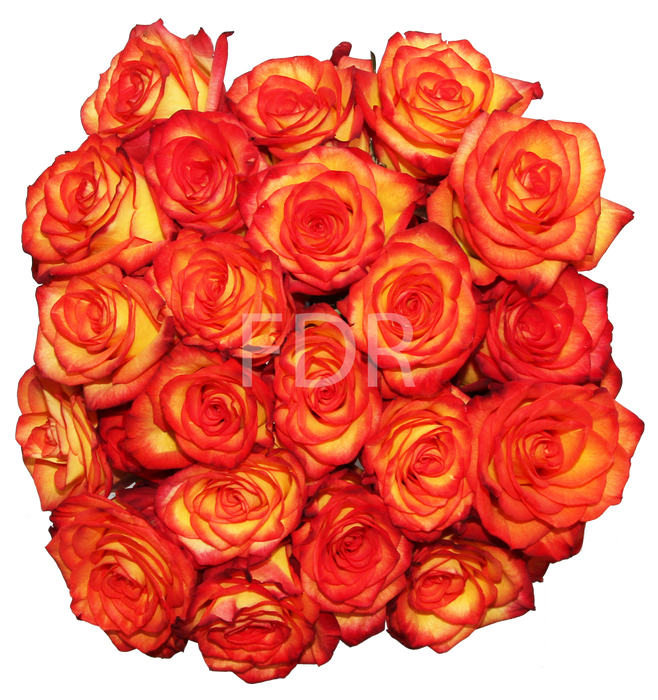 Smart Buy $2.25/Stem Farm Direct Tropical Sunrise Roses (100 STEMS) - U.S. Delivery Coast to Coast
