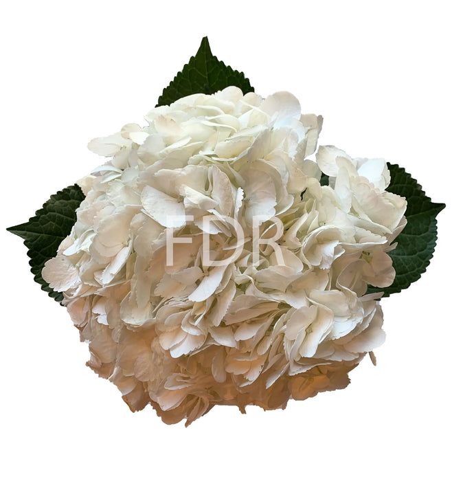 Smart Buy $6.25/Stem - Farm Direct White Hydrangeas  (40 STEMS) - U.S. Delivery Coast to Coast
