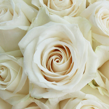 Smart Buy $2.25/Stem Farm Direct Vendela Roses Creamy White (100 Stems) - U.S. Delivery Coast to Coast