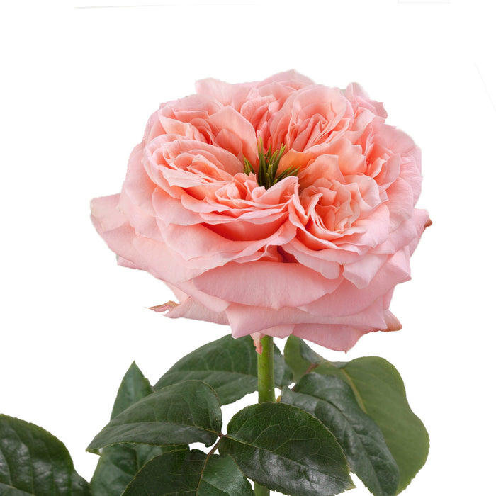 MAYRA PINK