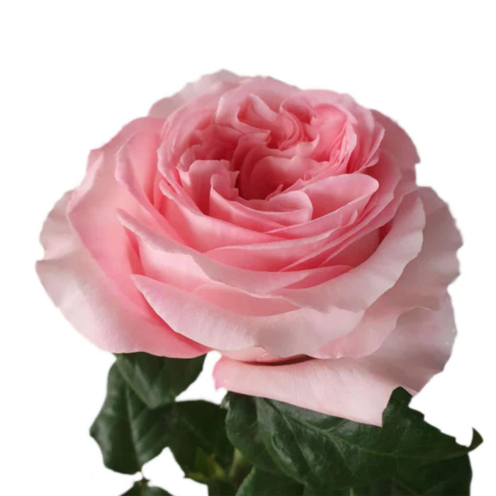 PINK XPRESSION