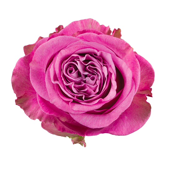 QUEENS CROWN