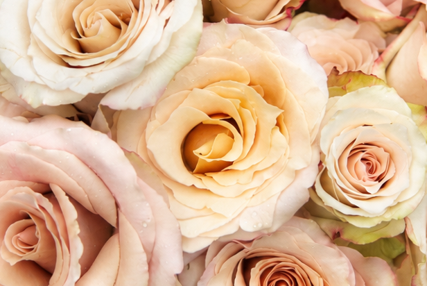 Smart Buy $2.25/Stem Farm Direct Quicksand Roses (100 STEMS) - U.S. Delivery Coast to Coast