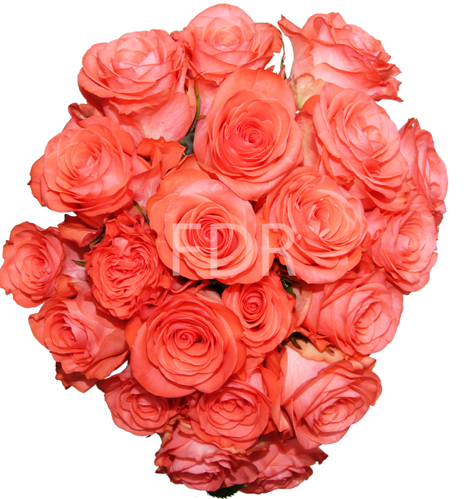 Smart Buy $2.25/Stem Farm Direct Coral Sunset Roses (100 STEMS) - U.S. Delivery Coast to Coast