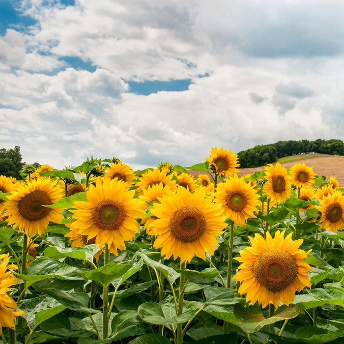 Farm Direct Sunflowers (90 STEMS) - U.S. Delivery Coast to Coast