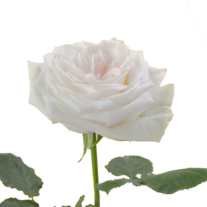 WHITE OHARA