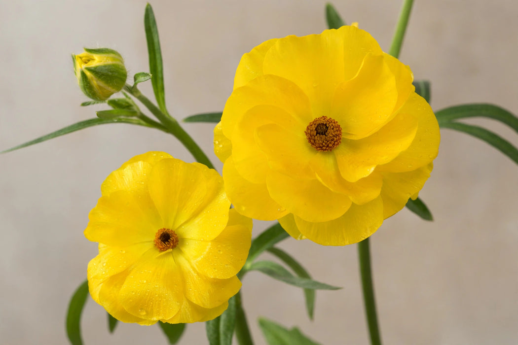 Ranunculus Flower Collection - Butterfly Ranunculus Phytalos Yellow 40-50CM (120 STEMS / BX)
