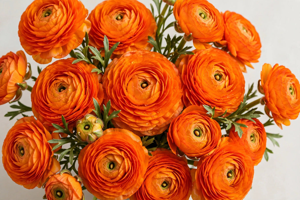 Ranunculus Flower Collection - Ranunculus Orange 40-50CM (120 STEMS / BX)