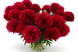 Next Day Delivery - PAEONIA DIANA PARKS 50cm 5st x70 - Red - 70 Stems [LIMITED]