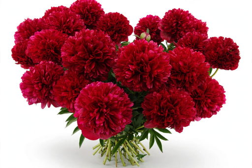 Next Day Delivery - PAEONIA DIANA PARKS 50cm 5st x70 - Red - 70 Stems [LIMITED]