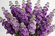 Next Day Delivery - STOCK PURPLE 70cm 10st - Purple - 80 Stems [LIMITED]