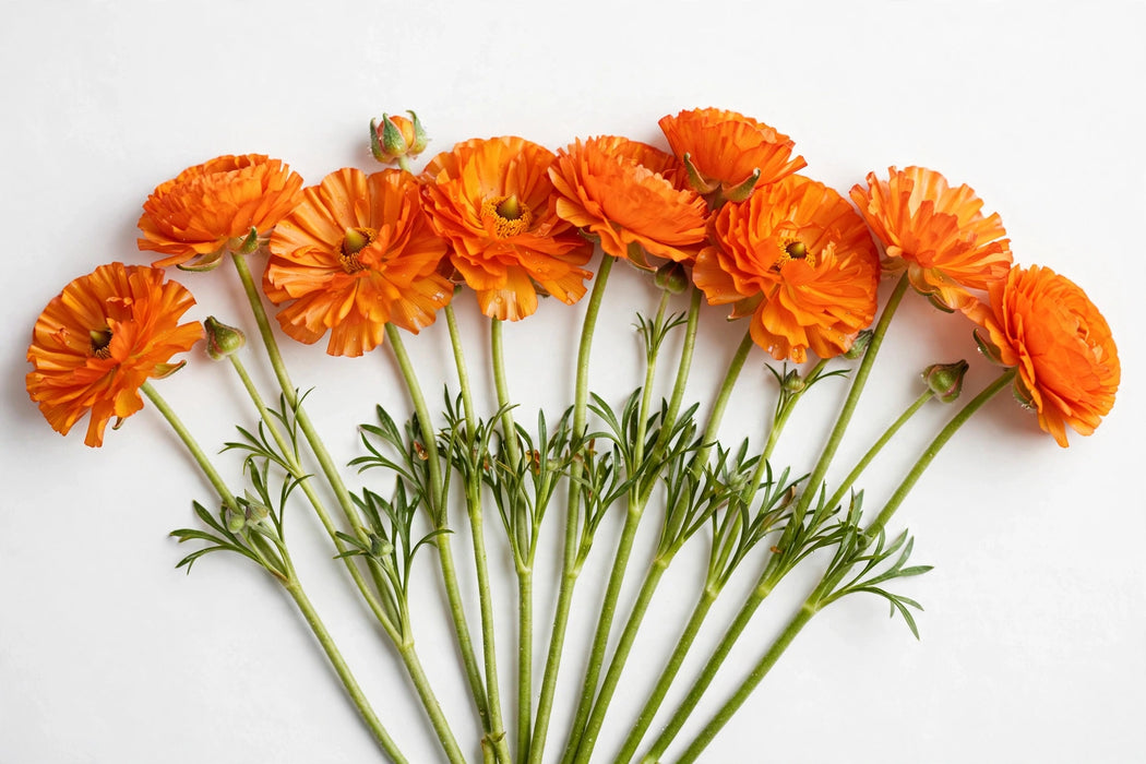 Ranunculus Flower Collection - Butterfly Ranunculus Charis Orange 50-60CM (120 STEMS / BX)