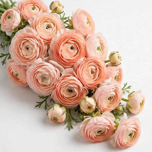 Next Day Delivery - RANUNCULUS CLONI GRAND PASTEL 45cm 10st - Peach - 80 Stems [LIMITED]
