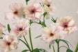 Ranunculus Flower Collection - Butterfly Ranunculus Assorted 40 Ariadne + 40 Hera + 40 Phytalos 60-70CM (120 STEMS / BX)