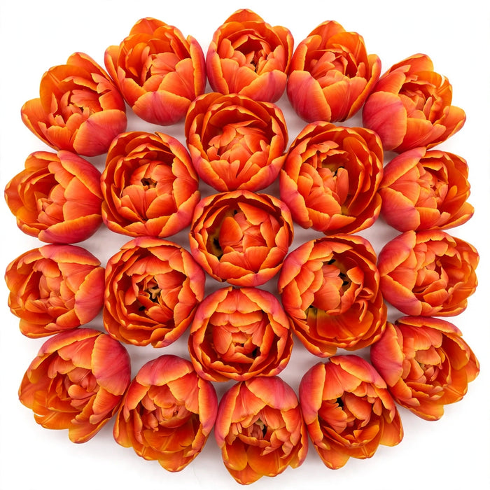 Tulip Collective - Double Icoon 37Cm 35Gr - Orange - 150 Stems