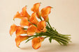 Next Day Delivery - CALLA MINI LADY MARMALADE 50cm 10st - Orange - 70 Stems [Limited]