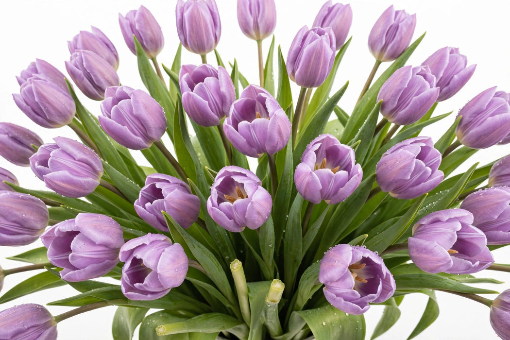 Tulip Collective - Dyed Frost Pastel Violet 37Cm 35Gr - Purple - 150 Stems