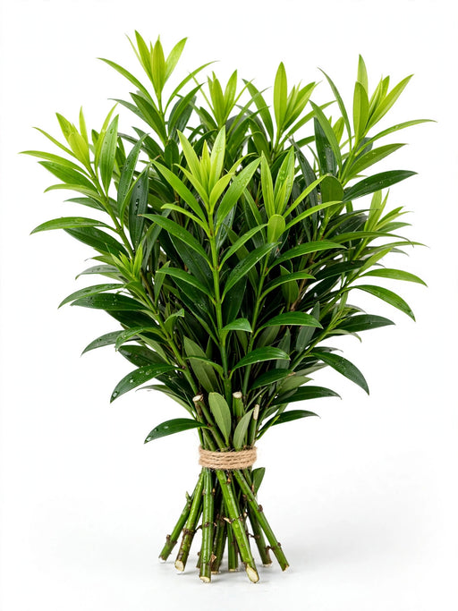 Nagi - 10 Bunches/Box