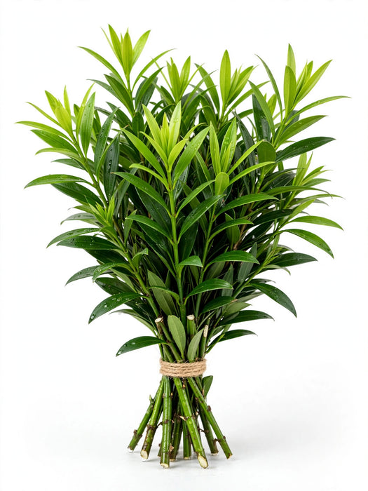 Nagi - 10 Bunches/Box