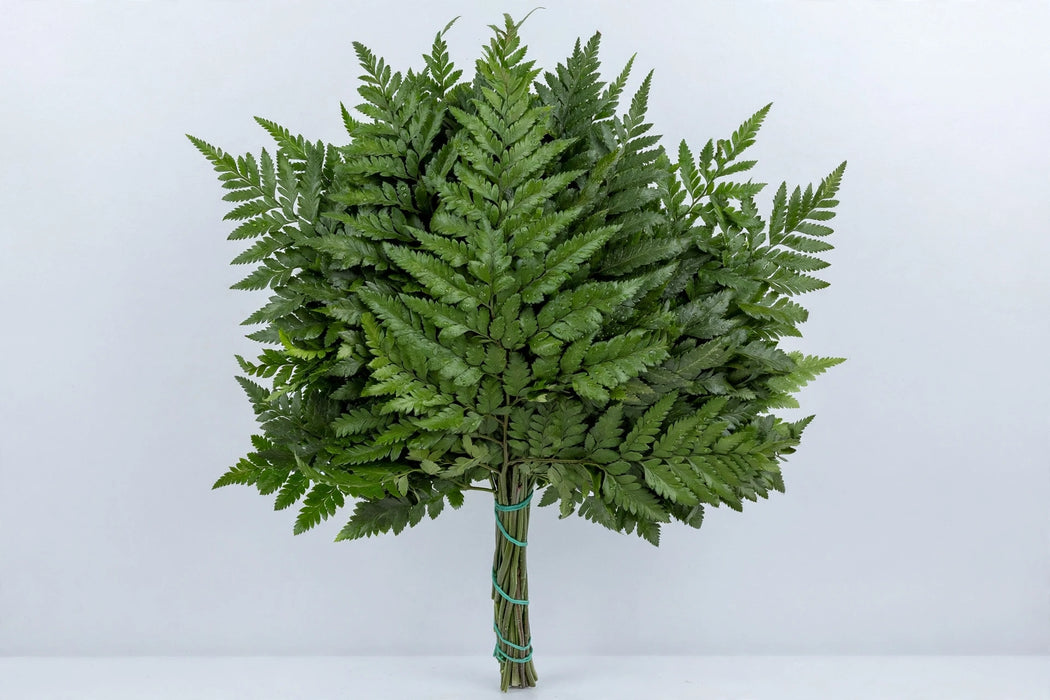 Leatherleaf Select - 50 Bunches/Box