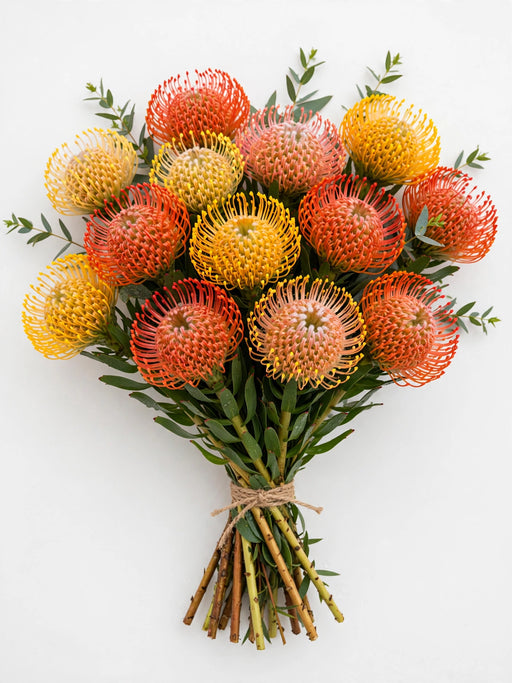 Pincushions Assorted - 50 Stems/Box