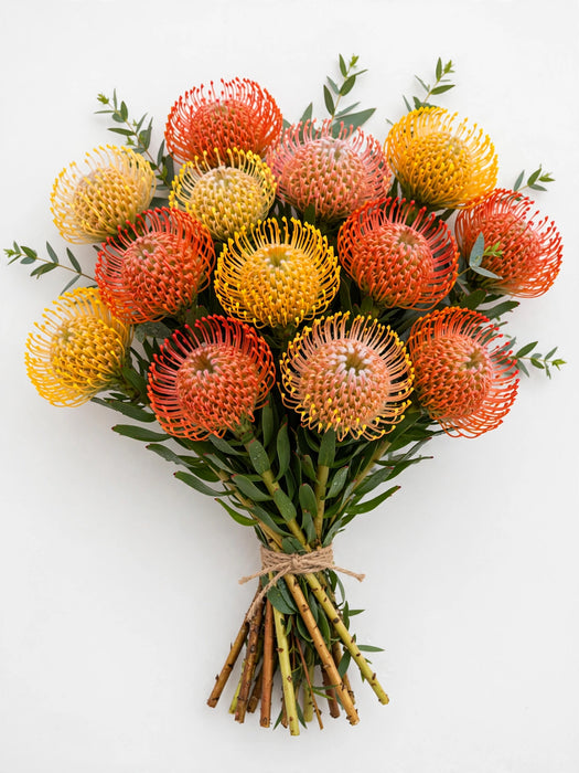 Pincushions Assorted - 50 Stems/Box