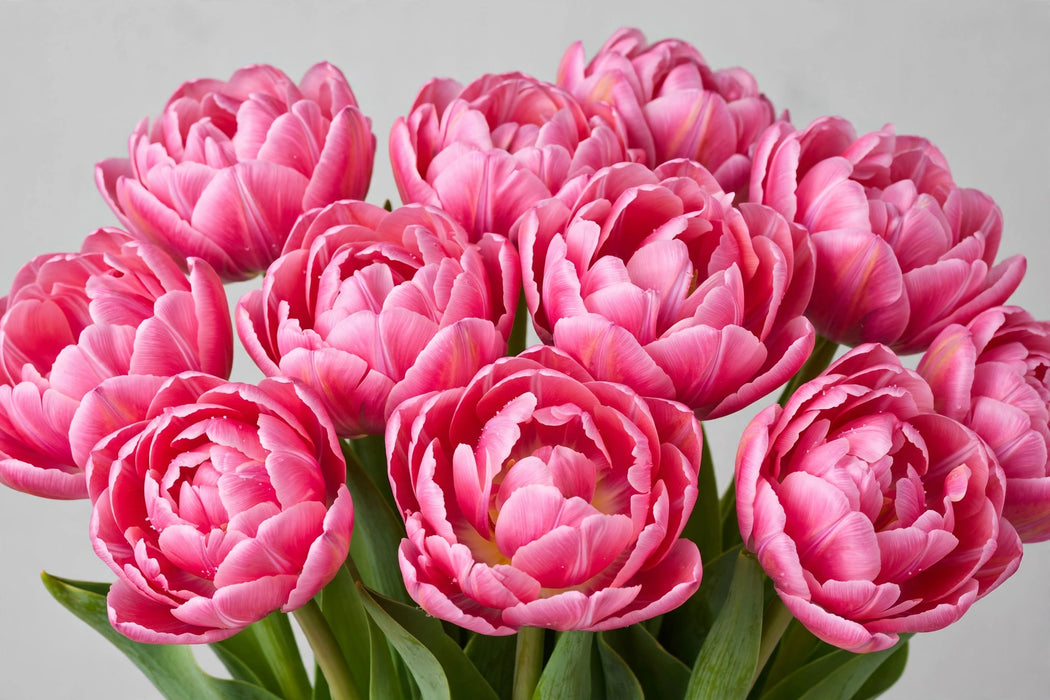 Tulip Collective - Double Flash Point Ex - Pink - 150 Stems