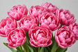 Tulip Collective - Double Flash Point Ex - Pink - 150 Stems