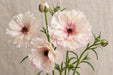 Ranunculus Flower Collection - Butterfly Ranunculus Ariadne 60CM (120 STEMS / BX)