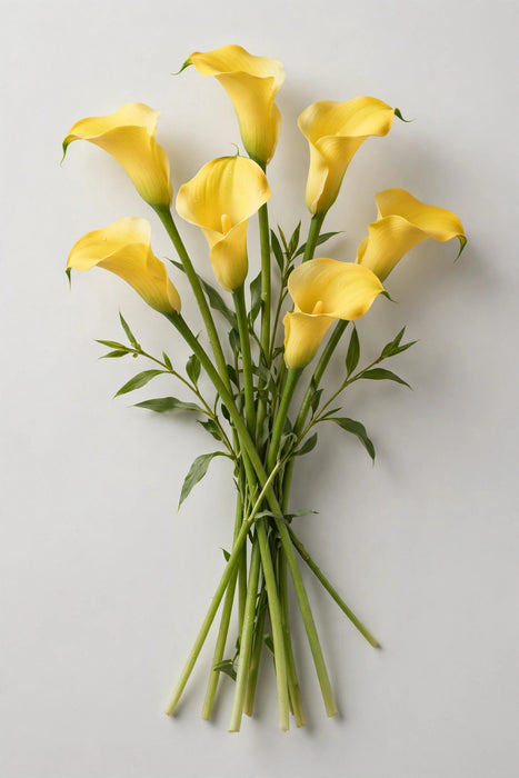 Next Day Delivery - Calla Lily Mini Yellow 50CM 60ST/BX