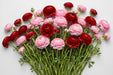 The Ranunculus Collection - Romance Ranunculus Assorted 30 Get Lucky + 70 Seine 40-50CM (100 STEMS / BX)
