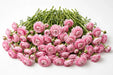 The Ranunculus Collection - Romance Ranunculus Seine Pink 30-40CM (100 STEMS / BX)
