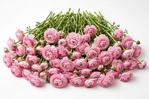 The Ranunculus Collection - Romance Ranunculus Seine Pink 30-40CM (100 STEMS / BX)
