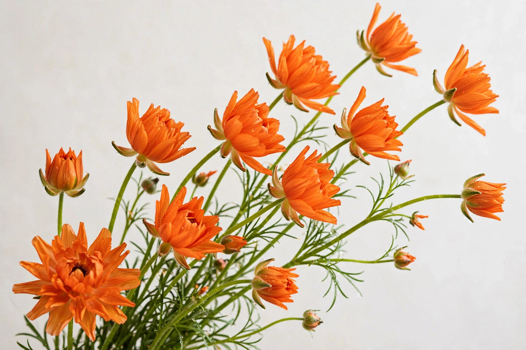 Ranunculus Flower Collection - Butterfly Ranunculus Charis Orange 50-60CM (120 STEMS / BX)