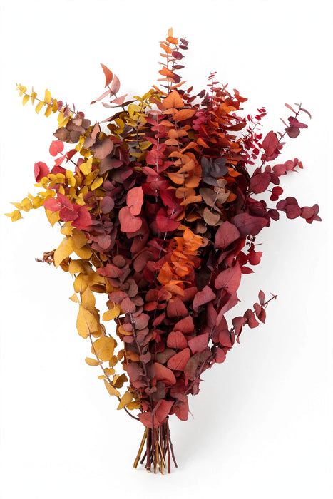 Next Day Delivery - EUC. STUARTIANA FALL EXPL 70cm 150gr - Assorted - 30 Stems [LIMITED]