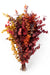 Next Day Delivery - EUC. STUARTIANA FALL EXPL 70cm 150gr - Assorted - 30 Stems [LIMITED]
