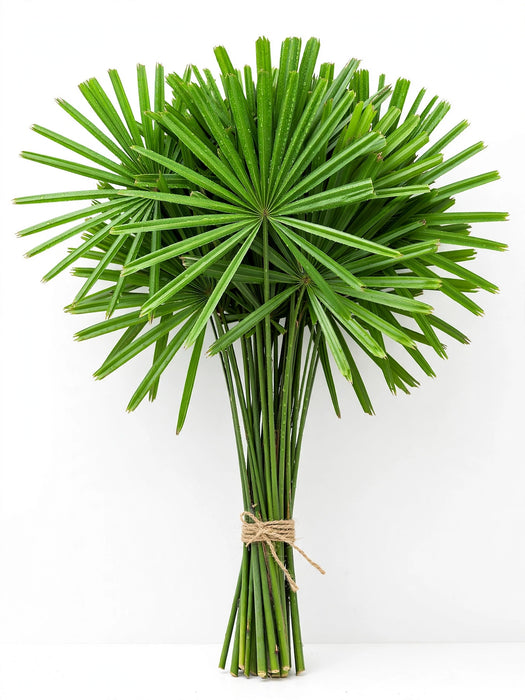 Umbrella Palm - 10 Bunches/Box