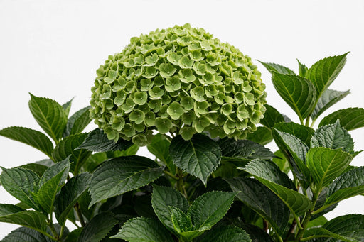 Hydrangea Classic Cannon Ball 60CM 20CM - Green - 10 Stems
