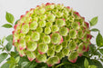 Hydrangea Emerald Classic 80CM 19CM - Green/Red - 10 Stems