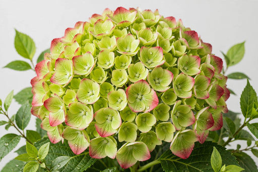 Hydrangea Emerald Classic 80CM 19CM - Green/Red - 10 Stems