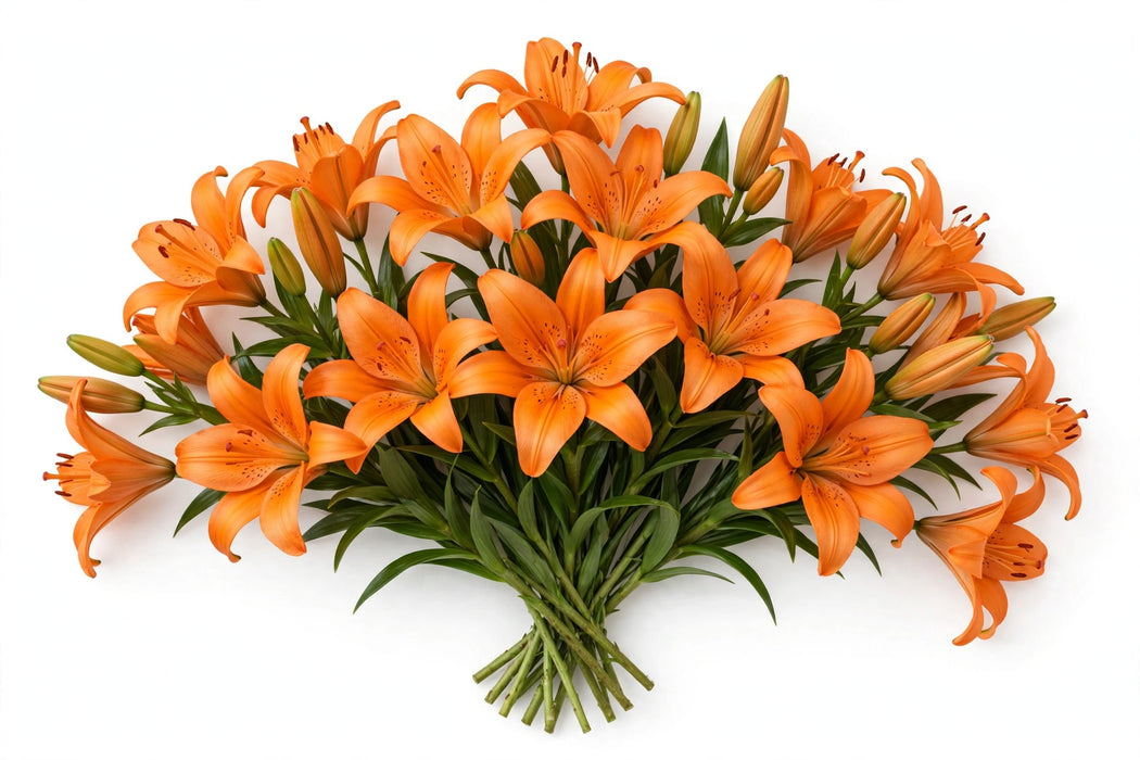 Next Day Delivery - LILY AZ BRUNELLO 3+ 70cm 10st - Orange - 60 Stems [LIMITED]