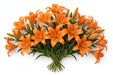 Next Day Delivery - LILY AZ BRUNELLO 3+ 70cm 10st - Orange - 60 Stems [LIMITED]