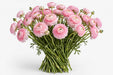 The Ranunculus Collection - Romance Ranunculus Seine Pink 30-40CM (100 STEMS / BX)