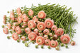 The Ranunculus Collection - Ranunculus Elegance Peach 30-40CM (100 STEMS / BX)