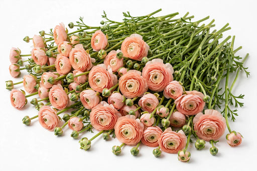 The Ranunculus Collection - Ranunculus Elegance Peach 30-40CM (100 STEMS / BX)